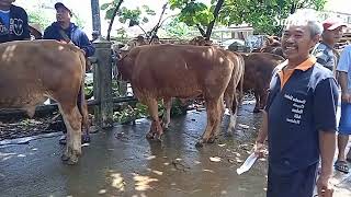 SAPI BAKALAN 17 jutaan ‼️ harga ANJLOK jadi rebutan