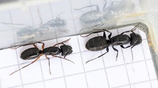 Camponotus tergestinus (Croatia) vs Camponotus vagus (Russia) 24.05.2024