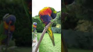 🌈🦜Rainbow Lorikeet preening itself #cutebirds #lorikeet #rainbowlorikeet #birdsounds #parrot