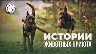 Истории животных приюта 🐶