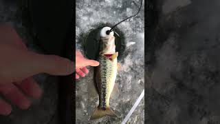 Illinois Ice fishing 2022- Bass Release