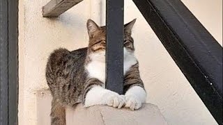 Watch and TRY NOT TO LAUGH 🤣 Funny Cat Videos of 2024