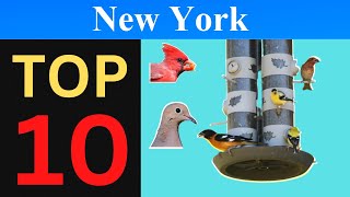 Top 10 Feeder Birds of New York [Brief]