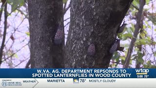 W.Va. Department of Agriculture combats spotted lanternfly infestation in Wood County