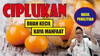 BUAH CIPLUKAN.............. SI KECIL KAYA MANFAAT UNTUK KESEHATAN