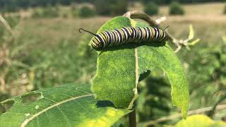 Monarch caterpillar on milkweed in field