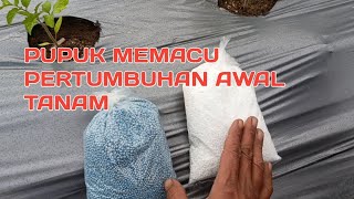 Part 11.DASYAT MEMACU PERTUMBUHAN TANAMAN, PUPUK KOCOR TOMAT USIA 7hst(kocor pertama)