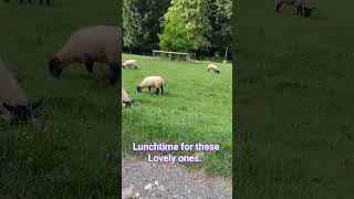 Lovely Sheep#mychannel #england #thenaturalworld #animalshorts#shortsfeed#shortvideo #shorts#short