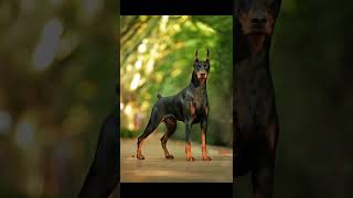 TOP 5 POPULAR MILATARY DOG BREED.☠️