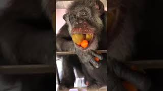 monke eating