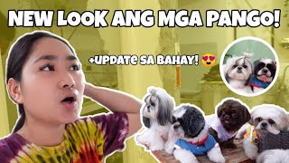 KINAGAT NI YUKI ANG GROOMER!! (finally found the best groomer + kitchen update) Shang Ragasa