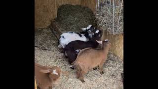 Goat babies had no interest in checking out the snow. They’re happy enough in their shed.