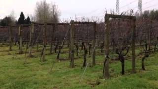 Backyard Vineyards Preview