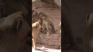 Monkey video  Prank monkey #funny #monkey #monkeyvideo #animals #funnyanimal #monkeyshow #animals