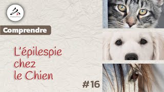 #16 Epilepsie du Chien, Comprendre pour agir efficacement  avec Jean-Luc Klein, diplômé en MTC