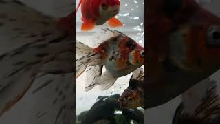 Exotic goldfish’s #aquarium #koifish #oranda #fish #shortsyt #goldfish #guppies #shubunkin