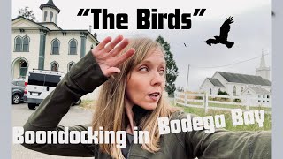 BOONDOCKING in Bodega Bay | Where Alfred Hitchcock's ‘THE BIRDS’ was filmed 60 YEARS AGO | #vanlife