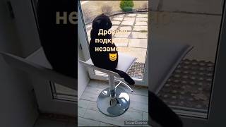 🐱 Дроздец подкрался незаметно #смешныекоты #птицы #дрозды #shortvideo