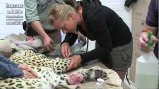 HARNAS | Leopard Casu Treated