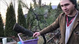 Huge Willow Bonsai Cutting and Two Yamadori Doug Fir Bonsai