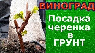 Посадка винограда черенками//planting grapes cuttings