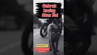 Mitos Menabrak Kucing Akan Sial?