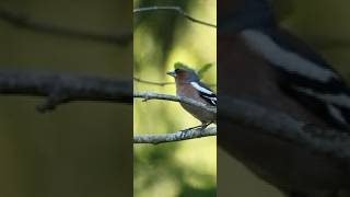 Chaffinch