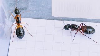 Camponotus consobrinus (Australia) vs Camponotus ligniperda (Poland) 16.06.2024