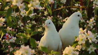 Футаж 🕊️ Голуби Воркуют🕊️ В Цветущем Саду💮Pigeons in the Garden