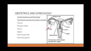 Brief Obstetrics Review for ALS Providers