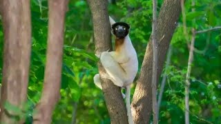 Visit Madagascar with Dadamanga