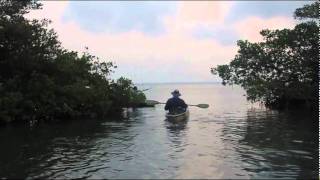 Sarasota Fishing