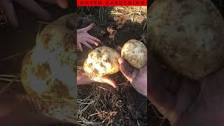 Get a Glimpse Into Our Ruth Stout Potato Harvest #shorts