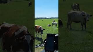 Isvicre Alplerinden Kaçıp,  Hollanda Ovasına Gelen İnekler!!!#inek #cow#cowvideos#cows#nederland