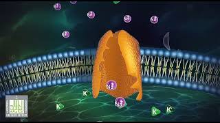 مضخة الصوريوم بوتاسيوم - غشاء الخلية - علم الاحياء
