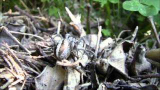 Stegodyphus lineatus ("Araña subsocial del desierto")