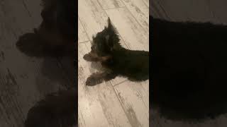 Щенок йоркширский терьер Марфа #puppy #yorkshireterrier #dog