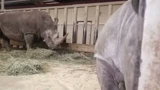 Oh Baby - Gus Eats Hay + Mom Snuggles