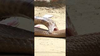 Dangerous Cobra Snake Bites 😱