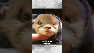 Hombre Adopto a una Nutria Bebe que fue Abandonada 🥺❤️ #Shorts