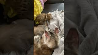 #babies lounging around being #lazy #serval #baby #kitten #cute #adorable