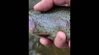 First Day Of Spring Rainbow - Tenkara Fishing In Colorado #fishing #tenkarafishing  #flyfishing