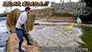 LUAR BIASA‼️JALA IKAN DI DEPAN GROJOKAN TEPAT DI SARANG IKAN NILA BABON BERKUMPUL