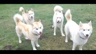 Beautiful One Happy Siberian Husky "Family"! Five Dogs