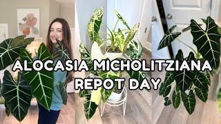 Upsizing my 4 Alocasia Micholitziana Plants | Semi-hydro