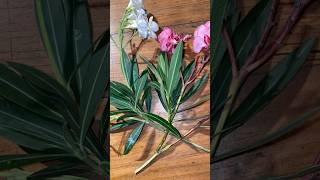 Grow Oleander cuttings in water #potted garden #gardening #flowers