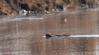 Red Squirrel swimming, Kristinestad Härkmeri 6.4.2019