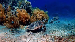 Underwater life -  Music | Nature Relaxation 2023