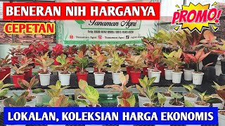 BENERAN NIH HARGANYA‼️ Promo Aglonema koleksian anakan, CEPETAN ~ 521