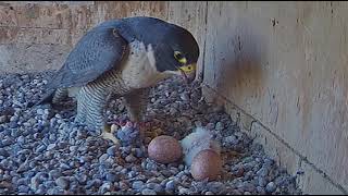 Peregrine Falcons Orange, First Feed for the Newborn Chick 2023 10 02